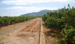 CAMINOS AGRÍCOLAS 2